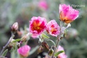 Helianthemum hybride 'Ben Hope'