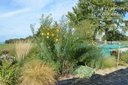 Helianthus salicifolius orgyalis