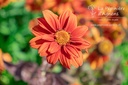 Heliopsis helianthoides v. scabra 'Bleeding Hearts'