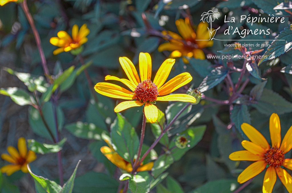 Heliopsis helianthoides v. scabra 'Summer Nights'