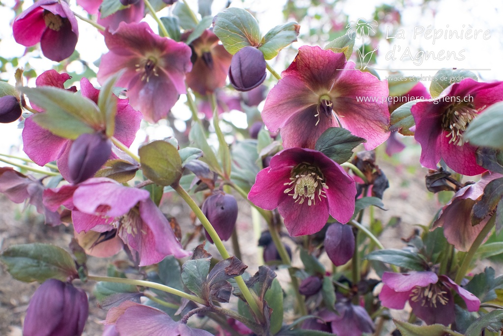 Helleborus orientalis 'Mix'