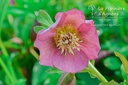 Helleborus orientalis 'Pink Lady'