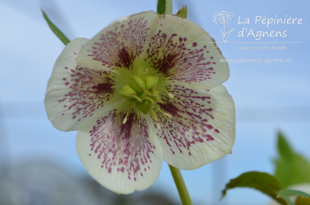 Helleborus orientalis 'White Spotted'