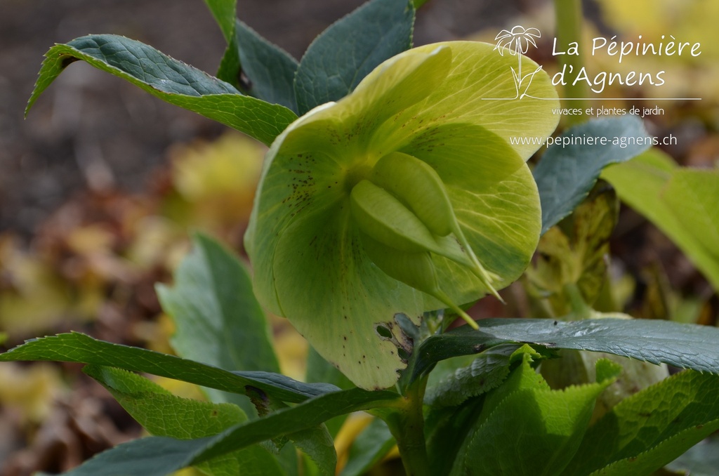 Helleborus orientalis 'Yellow Lady'