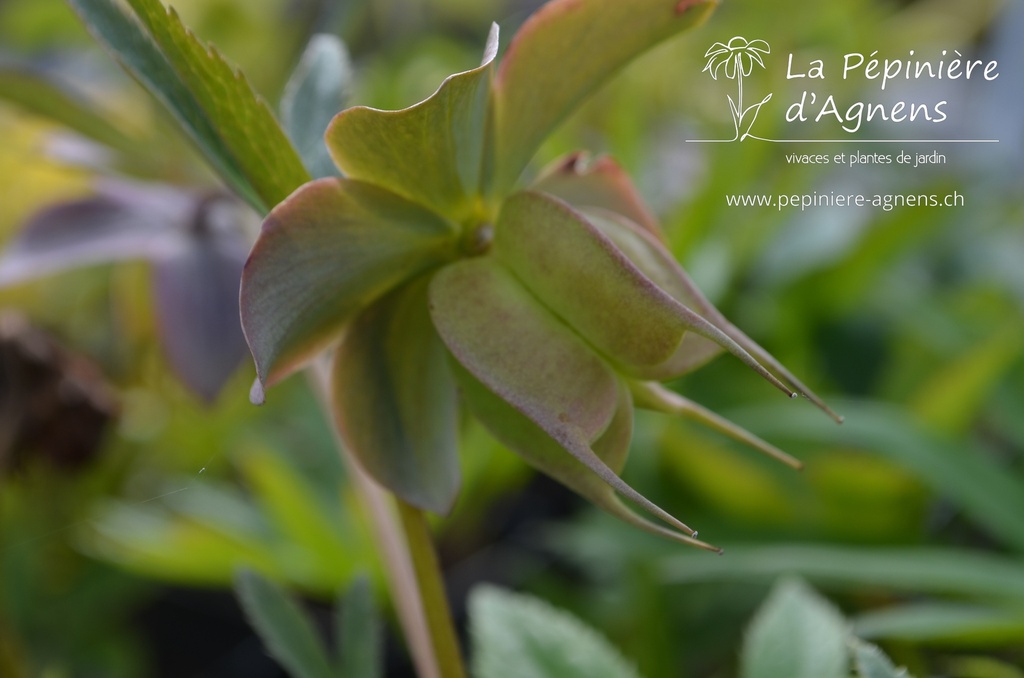 Helleborus purpurascens