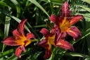 Hemerocallis hybride 'Black Prince'