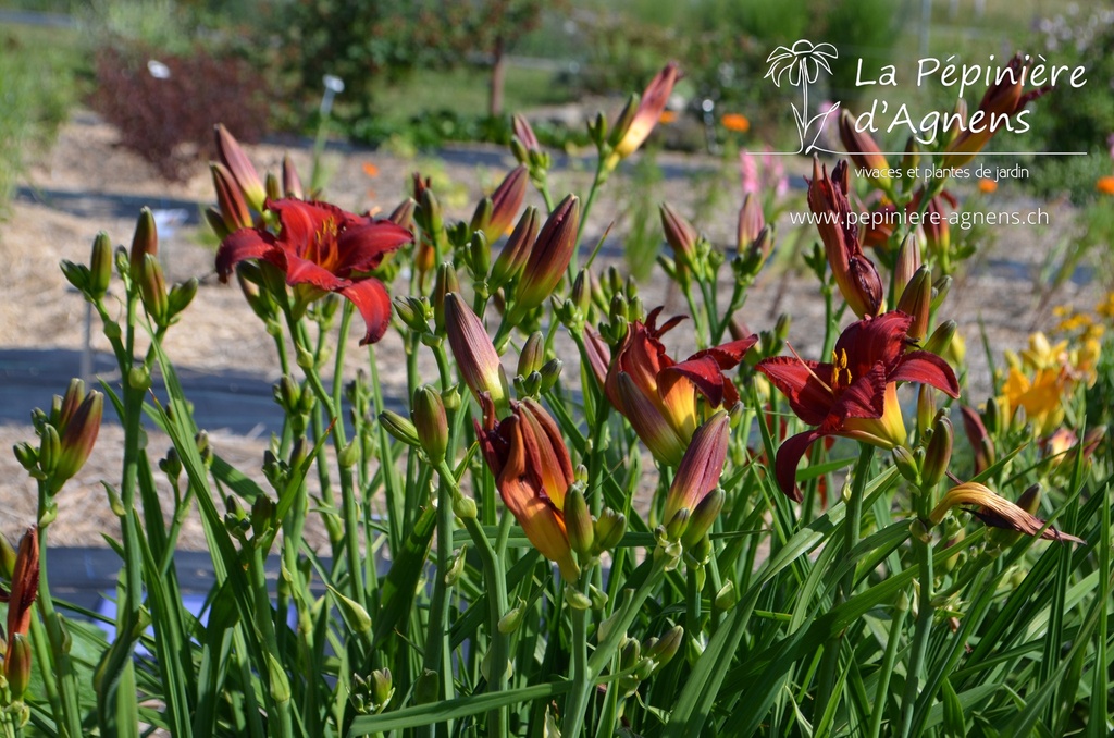 Hemerocallis hybride 'Chicago Apache'