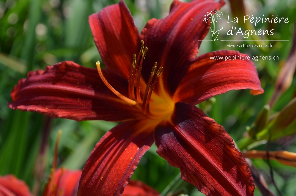 Hemerocallis hybride 'Crimson Pirate'