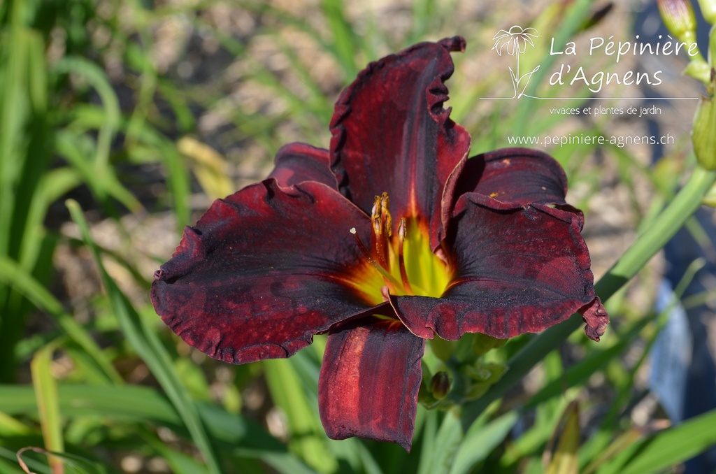 Hemerocallis hybride 'Ed Murray'