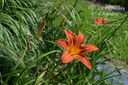 Hemerocallis hybride 'Rajah'