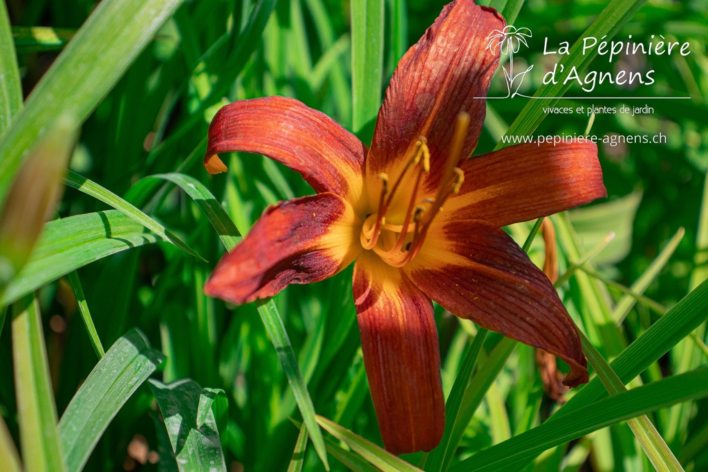 Hemerocallis hybride 'Sammy Russell'