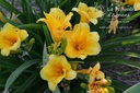 Hemerocallis hybride 'Stella de Oro'