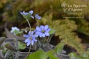 Hepatica nobilis