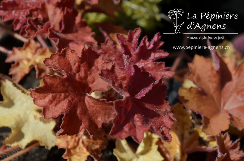 Heuchera hybride 'Caramel' ®