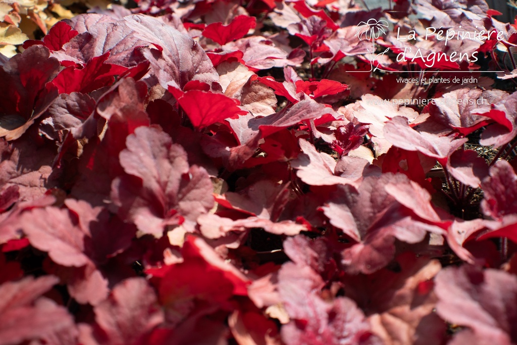 Heuchera hybride 'Fire Alarm'