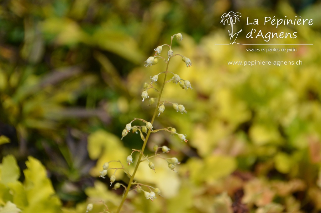 Heuchera hybride 'Lime Marmalade'