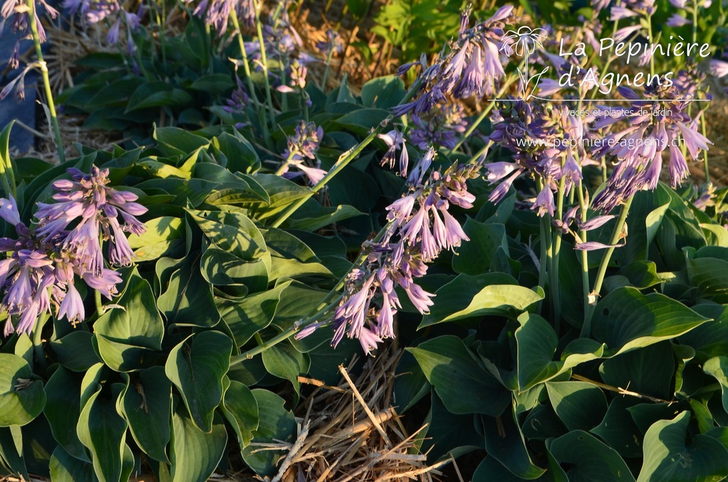 Hosta hybride 'Blue Cadet'