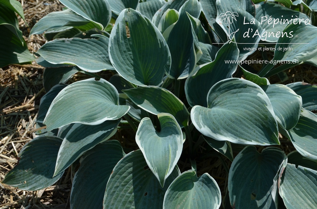 Hosta hybride 'El Nino'