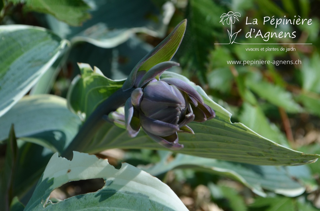 Hosta hybride 'First Frost'