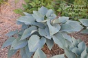 Hosta hybride 'Halcyon'