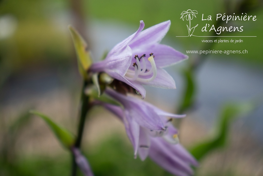 Hosta hybride 'Harry van Trier'