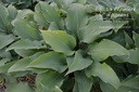 Hosta hybride 'Red October'