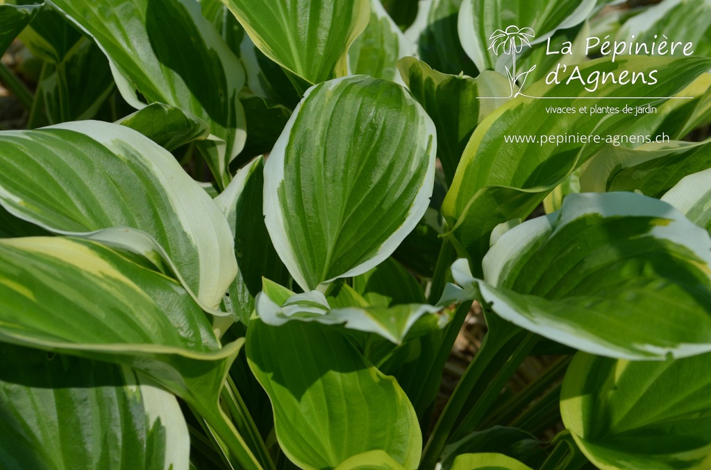 Hosta hybride 'So Sweet'