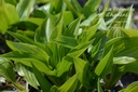 Hosta lancifolia