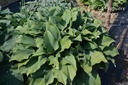 Hosta nigrescens 'Krossa Regal'