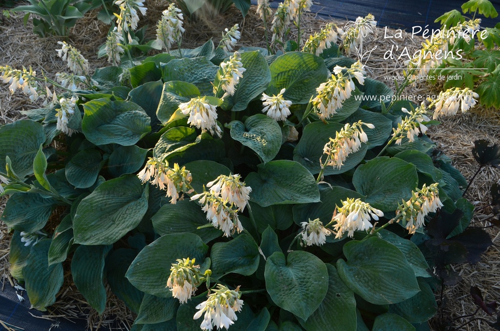 Hosta sieboldiana 'Elegans'