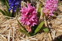 Hyacinthus hybride 'Pink Pearl'