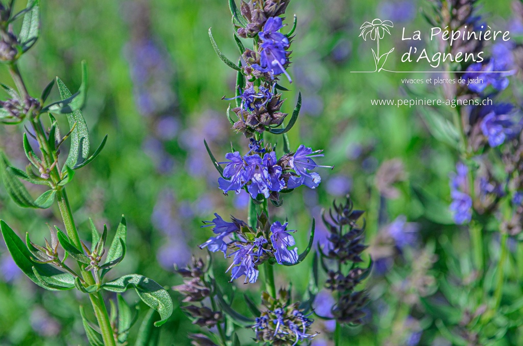 Hyssopus officinalis