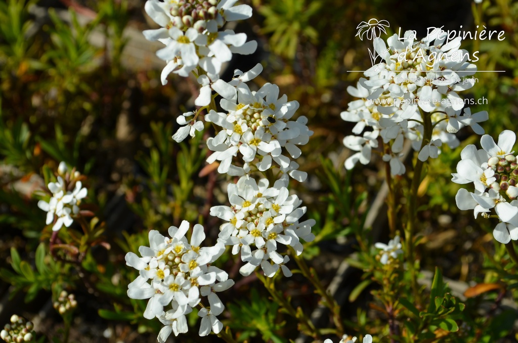 Iberis sempervirens 'Schneeflocke'