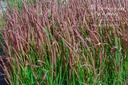 Imperata cylindrica 'Red Baron'