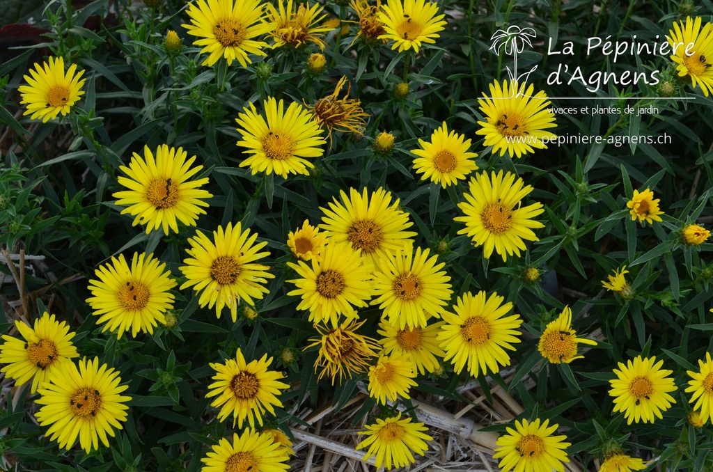 Inula ensifolia