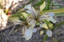 Iris foetidissima