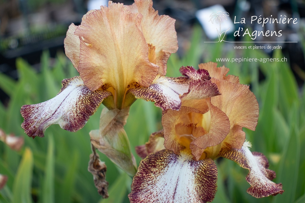 Iris germanica 'Siva-Siva'