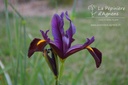 Iris hollandica 'Red Ember'