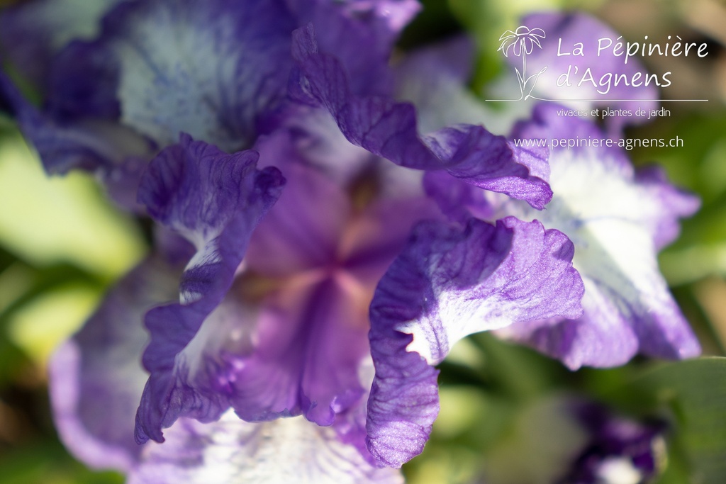 Iris pumila 'Petite Polka'