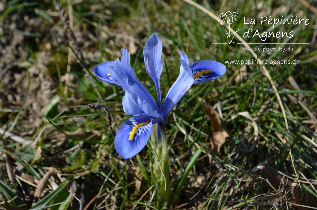 Iris reticulata 'Alida'