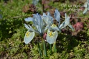 Iris reticulata 'Katherine Hodgkin'