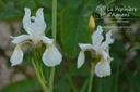 Iris sibirica 'Alba'