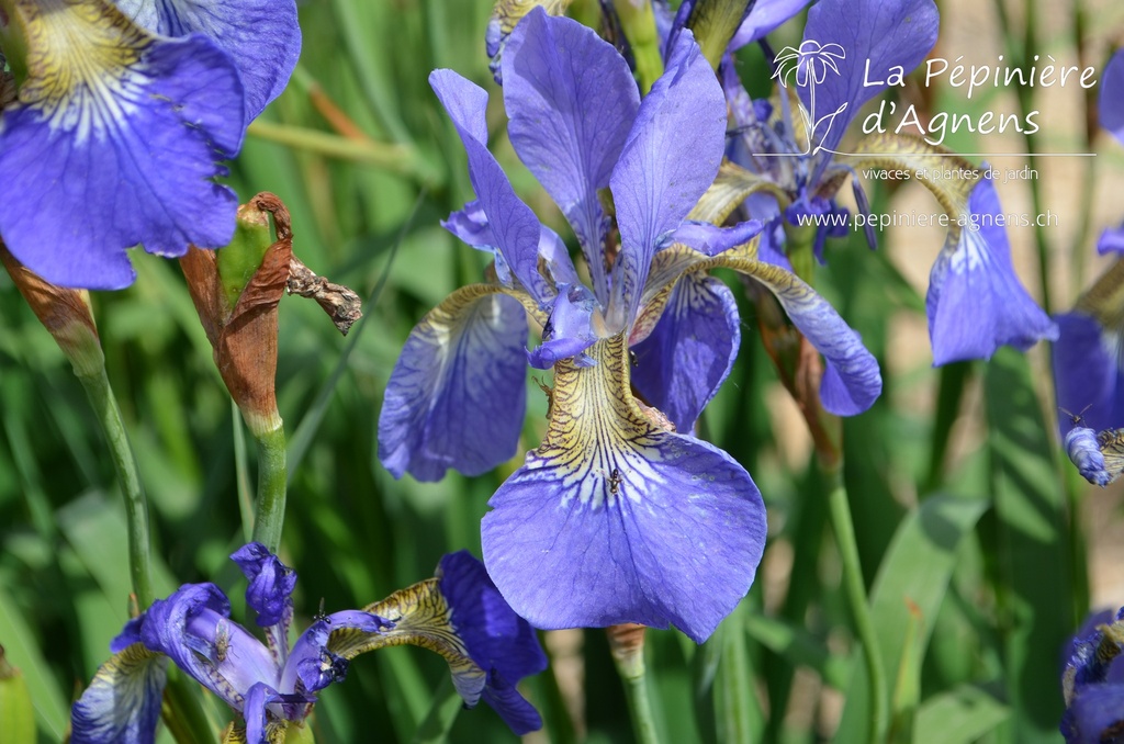 Iris sibirica 'Caesar's Brother'