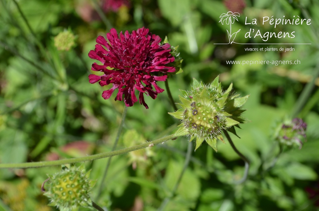 Knautia macedonica 'Mars Midget'