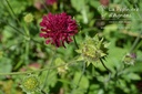 Knautia macedonica 'Mars Midget'