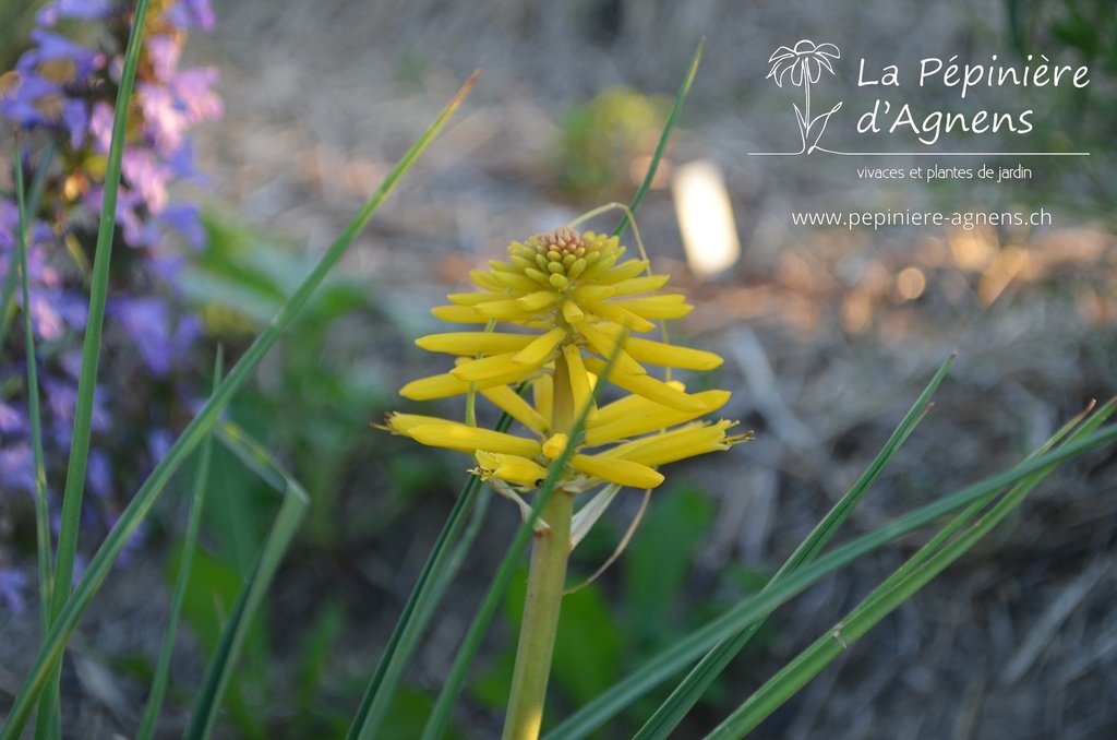 Kniphofia hybride 'Banana Popsicle'