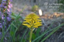 Kniphofia hybride 'Banana Popsicle'