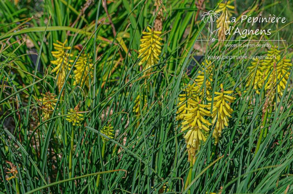 Kniphofia hybride 'Lemon Popsicle'