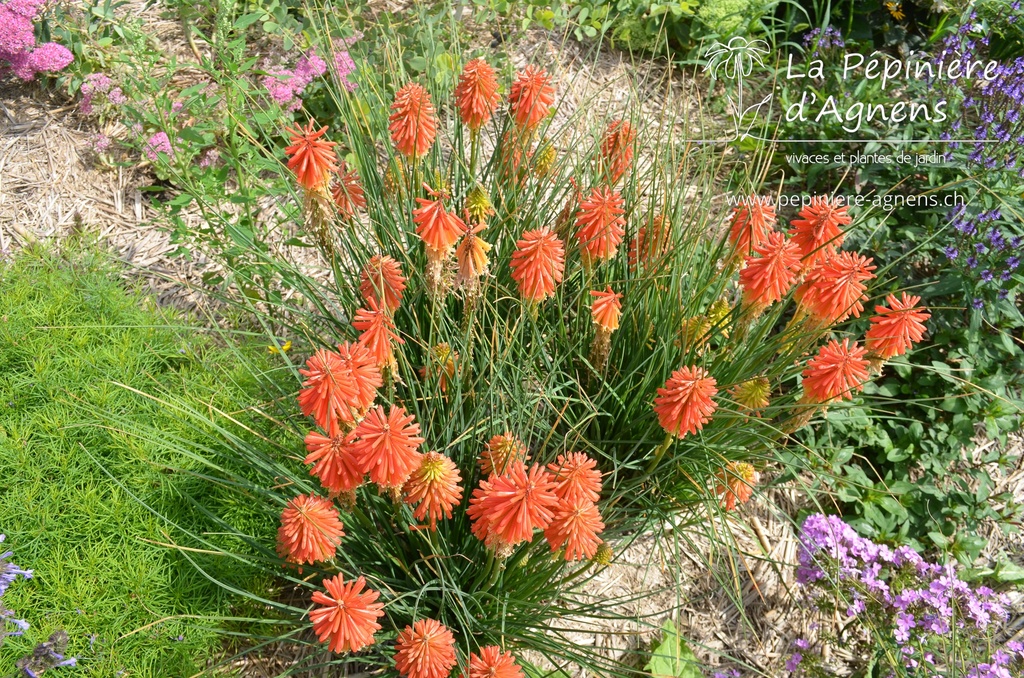 Kniphofia hybride 'Papaya Popsicle'