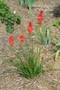 Kniphofia hybride 'Redhot Popsicle'